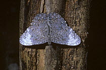 Pale cracker butterfly (Hamadryas glauconome) on a tree in tropical dry forest, Costa Rica