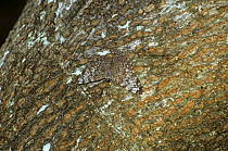 Cracker butterfly (Hamadryas feronia farinulenta) in a typical cryptic pose on a tree in tropical dry forest, Costa Rica