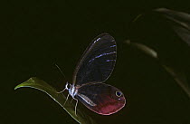 Pink-tipped satyr butterfly (Cithaerias pireta) in rainforest, Costa Rica