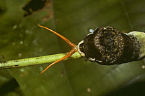Caterpillar larva of King swallowtail butterfly (Papilio sp) resembling a bird dropping, extruding its osmaterium which releases a foul smelling secretion, rainforest, Panama