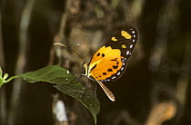 Butterfly (Melinaea egina) in rainforest, Brazil. Member of the tiger-striped mimicry complex.