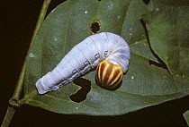 Caterpillar larva of Skipper butterfly (Hesperiidae) in rainforest, Venezuela