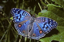 Brilliant/Royal blue pansy butterfly (Junonia rhadama) in tropical dry forest, Madagascar