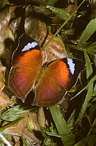 Mother of pearl butterfly (Salamis anteva) in rainforest, Madagascar