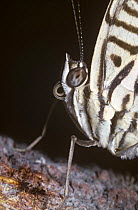 Close up of Zebra mosaic butterfly (Colobura dirce) with its proboscis in the coiled, resting position, in rainforest, Argentina.