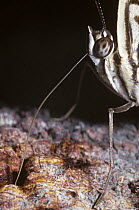 Close up of Zebra mosaic butterfly (Colobura dirce) with its proboscis uncoiled as it feeds on fermenting sap, in rainforest, Argentina.