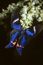 Periander swordtail / variable beautymark butterfly (Rhetus periander) in rainforest, Brazil