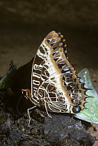 Black-bordered charaxes butterfly (Charaxes pollux) feeding from dung, in rainforest, Uganda