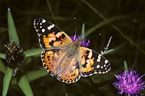 Painted lady butterfly (Cynthia / Vanessa cardui) feeding on Hardheads, UK