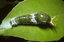 Caterpillar larva of Great mormon swallowtail butterfly (Papilio memnon) mimicking a bird dropping, osmaterium extruded in defense secreting a foul smelling substance, Sulawesi