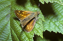 Large skipper butterfly (Ochlodes sylvanus) UK