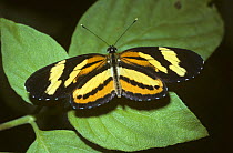 Eunice/Tiger crescent butterfly (Eresia eunice) mimics distasteful Ithomiinae and Heliconiinae butterflies, Brazil