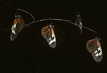 Red or small postman butterfly (Heliconius erato) males at their communal roost at night in Amazonian rainforest, Brazil