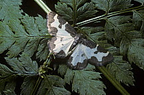 Clouded border moth (Lomaspilis marginata) mimicking a bird-dropping, in woodland, UK