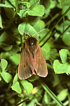 Ruby tiger moth (Phragmatobia fuliginosa) UK