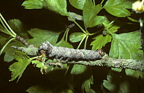 Caterpillar larva of Green-brindled crescent moth  (Allophyes oxyacanthae) well camouflaged on a hawthorn twig, UK