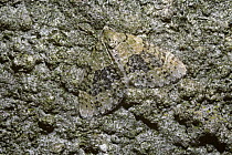 Yellow-barred Brindle Moth (Acasis viretata) well camouflaged on a rock in daytime, UK