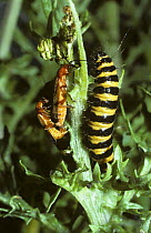 Striped caterpillar larva of Cinnabar moth (Tyria / Callimorpha jacobaea) beside a mating pair of warningly coloured Soldier beetles (Rhagonycha fulva) UK