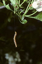 Caterpillar larva of Red barred tortrix moth (Ditula angustoriana) hanging by a thread from an apple tree, UK
