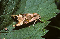 Angle shades moth (Phlogophora meticulosa) resembling a fallen dead leaf in its daytime resting pose, UK