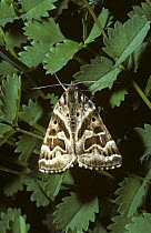 Mother Shipton moth (Callistege / Euclidimera) mi) in a natural daytime resting pose, UK