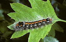 Caterpillar larva of Yellow-tail moth (Euproctis similis) UK
