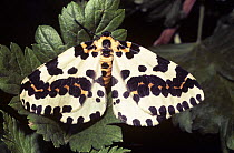 Magpie moth (Abraxas grossulariata) displaying warning coloration, UK
