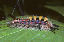 Caterpillar larva of Common vapourer moth (Orgyia antiqua) UK