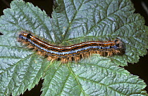 Caterpillar larva of Lackey moth (Malacosoma neustria) UK.