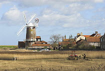 Cley windmill with reedcutters harvesting reeds for thatching, North Norfolk, UK