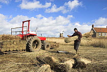 Reedcutters harvesting reeds from the reedbeds for use in thatching, Cley, North Norfolk, UK