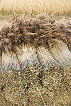 Bundles of thatching reeds (Phragmites sp) ready for thatcher, North Norfolk, UK