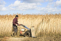Reedcutter using mechanised cutter to harvest phragmites reed for thatching use. Cley, North Norfolk, UK March