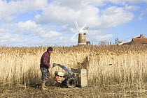 Reedcutter using mechanised cutter to harvest phragmites reed for thatching use. Cley, North Norfolk, UK, March