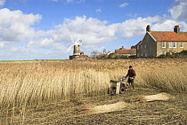 Reedcutter using mechanised cutter to harvest phragmites reed for thatching use. Cley, North Norfolk, UK, March