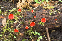Scarlet Elf Cup fungus (Sarcoscypha coccinea) fruiting bodies on decaying alder wood, UK