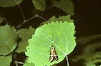 Gold-banded long-horned moth (Nemophora / Adela degeerella) on leaf in woodland, UK