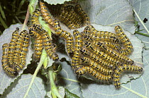 Caterpillar larvae of Buff-tip moth (Phalera bucephala)  UK