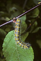 Caterpillar larva of Buff-tip moth (Phalera bucephala) feeding on Sallow leaf {Salix sp} UK