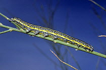 Caterpillar larva of Noctuid moth (Apopestes spectrum), warning colouration, Israel