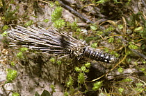 Caterpillar larva of Bagworm moth (Psychidae) in its case in the Negev Desert, Israel