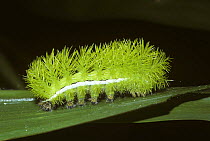 Caterpillar larva of Eyed silk moth (Automeris rubrescens) in rainforest, Costa Rica
