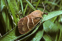 Fox moth (Macrothylacia rubi) male resting amongst grass in the day, UK