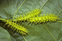 Caterpillar larvae of Moth (Dirphia molippa) heavily armed with stinging spines, rainforest, Trinidad