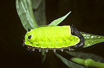 Slug-caterpillar moth (Limacodidae), caterpillar larva with stinging hairs, in rainforest, Trinidad