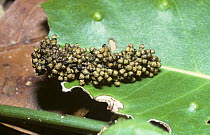 Caterpillar larva of Moth (Eutelia sp) covered in a layer of its own droppings for defense, Kenya