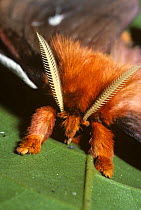 Moth (Dirphia sp) close up of female showing antennae and hairy body, Peru