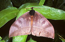 Saturniid moth(Automeris bilinea) with front wings closed obscuring eye-spots on the hind-wings, in rainforest, Peru