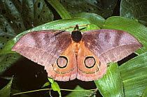 Saturniid moth(Automeris bilinea) front wings open exposing eyespots on hind wings defensively in rainforest, Peru