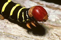 Close up of caterpillar larva of Frangipani hawk moth (Pseudosphinx tetrio) warning colouration, in rainforest, Peru